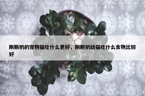 刚断奶的宠物猫吃什么更好，刚断奶幼猫吃什么食物比较好