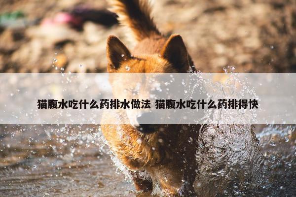 猫腹水吃什么药排水做法 猫腹水吃什么药排得快