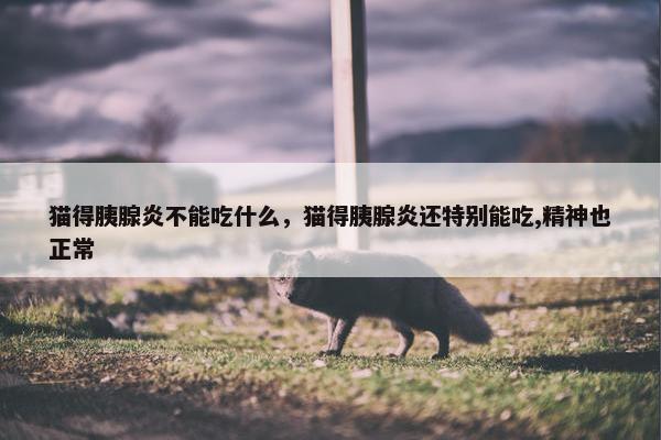 猫得胰腺炎不能吃什么，猫得胰腺炎还特别能吃,精神也正常