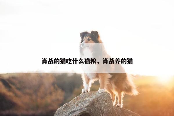 肖战的猫吃什么猫粮，肖战养的猫