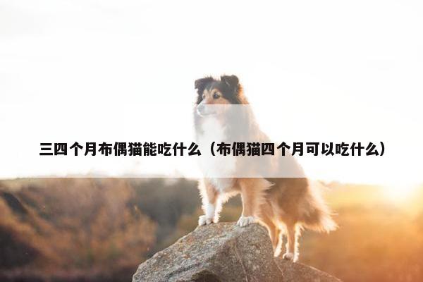 三四个月布偶猫能吃什么（布偶猫四个月可以吃什么）