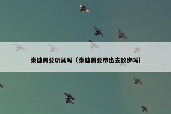 泰迪需要玩具吗（泰迪需要带出去散步吗）