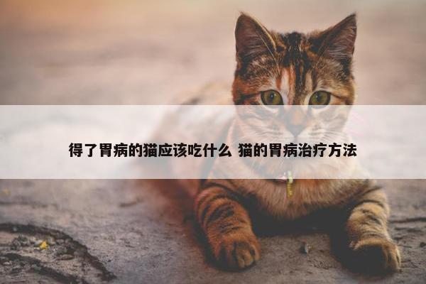 得了胃病的猫应该吃什么 猫的胃病治疗方法