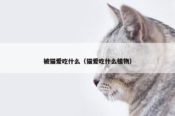 被猫爱吃什么（猫爱吃什么植物）