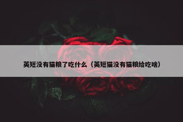 英短没有猫粮了吃什么（英短猫没有猫粮给吃啥）