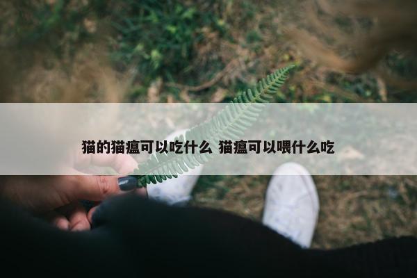 猫的猫瘟可以吃什么 猫瘟可以喂什么吃