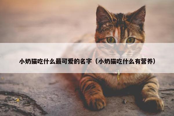 小奶猫吃什么最可爱的名字（小奶猫吃什么有营养）