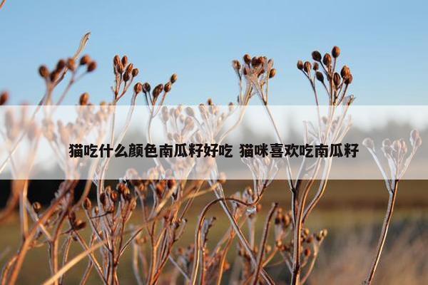 猫吃什么颜色南瓜籽好吃 猫咪喜欢吃南瓜籽