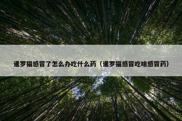 暹罗猫感冒了怎么办吃什么药（暹罗猫感冒吃啥感冒药）