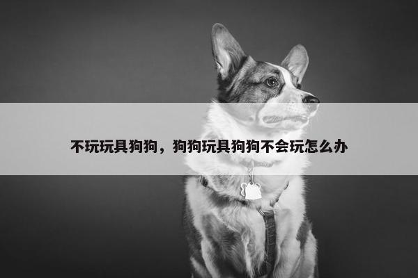 不玩玩具狗狗，狗狗玩具狗狗不会玩怎么办