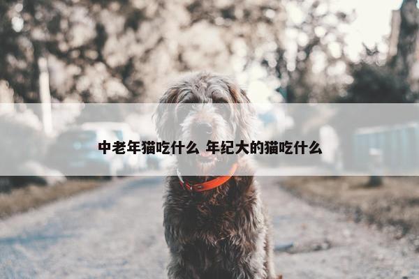 中老年猫吃什么 年纪大的猫吃什么