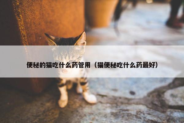 便秘的猫吃什么药管用（猫便秘吃什么药最好）