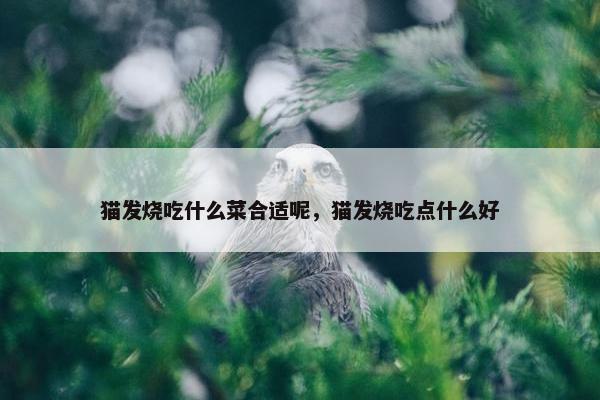 猫发烧吃什么菜合适呢，猫发烧吃点什么好