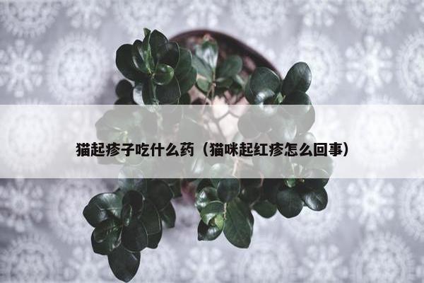 猫起疹子吃什么药（猫咪起红疹怎么回事）