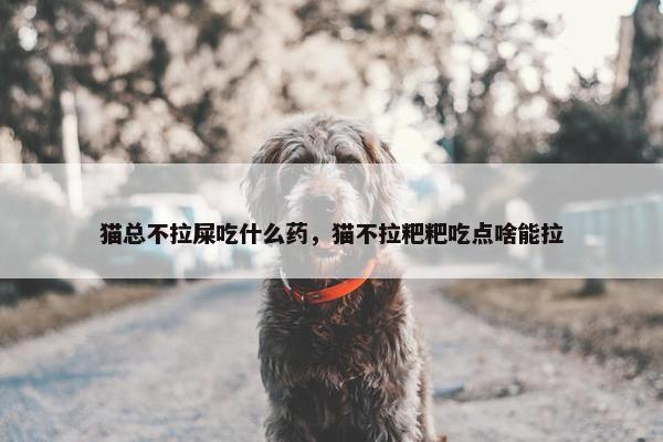 猫总不拉屎吃什么药，猫不拉粑粑吃点啥能拉