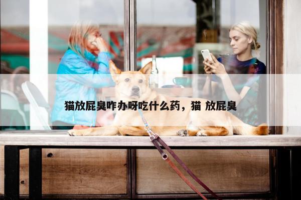 猫放屁臭咋办呀吃什么药，猫 放屁臭