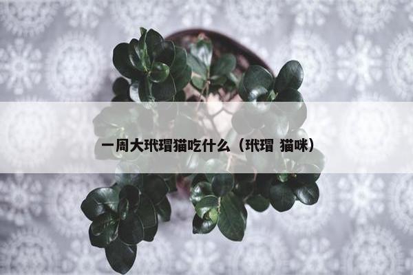 一周大玳瑁猫吃什么（玳瑁 猫咪）