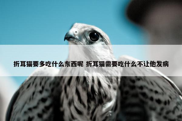 折耳猫要多吃什么东西呢 折耳猫需要吃什么不让他发病