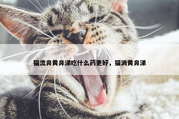 猫流鼻黄鼻涕吃什么药更好，猫淌黄鼻涕