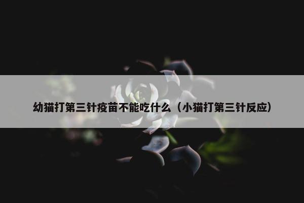 幼猫打第三针疫苗不能吃什么（小猫打第三针反应）