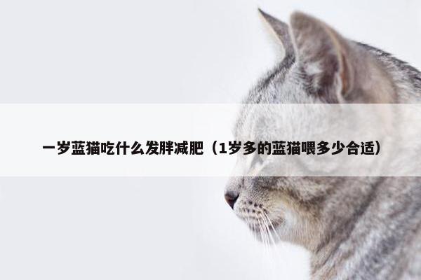 一岁蓝猫吃什么发胖减肥（1岁多的蓝猫喂多少合适）