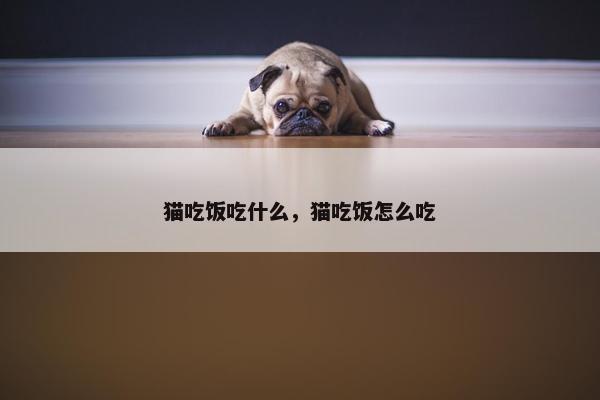 猫吃饭吃什么，猫吃饭怎么吃