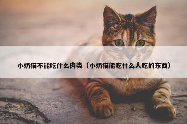 小奶猫不能吃什么肉类（小奶猫能吃什么人吃的东西）