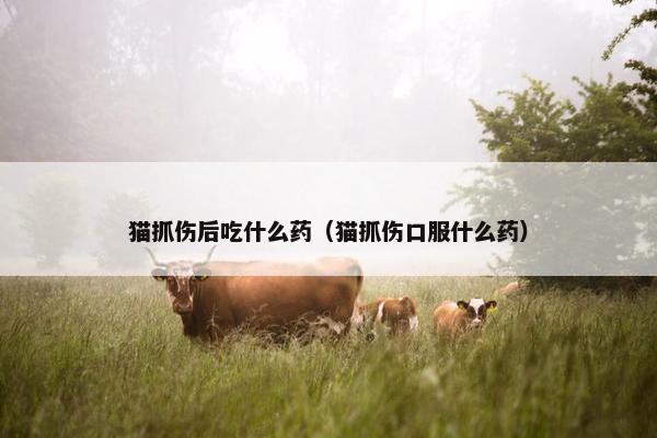 猫抓伤后吃什么药（猫抓伤口服什么药）