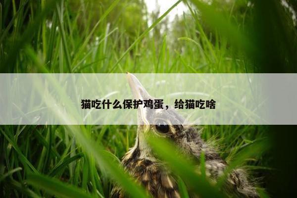 猫吃什么保护鸡蛋，给猫吃啥