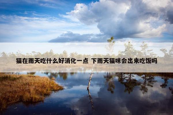 猫在雨天吃什么好消化一点 下雨天猫咪会出来吃饭吗