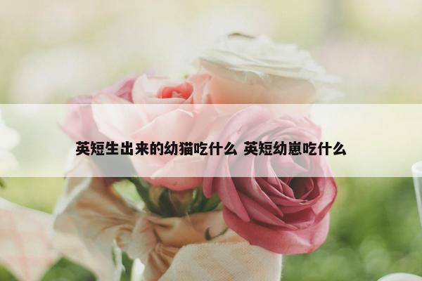 英短生出来的幼猫吃什么 英短幼崽吃什么