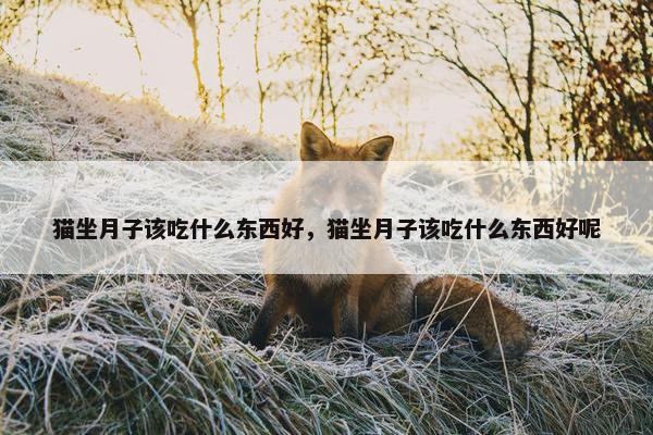 猫坐月子该吃什么东西好，猫坐月子该吃什么东西好呢