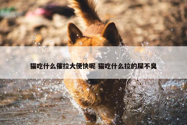 猫吃什么催拉大便快呢 猫吃什么拉的屎不臭