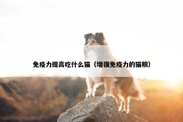 免疫力提高吃什么猫（增强免疫力的猫粮）