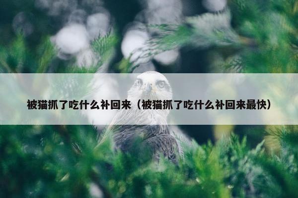 被猫抓了吃什么补回来（被猫抓了吃什么补回来最快）