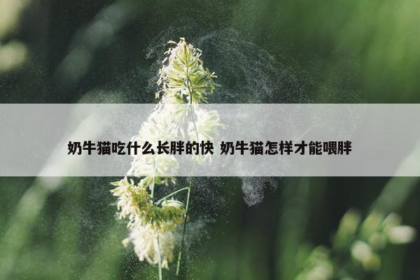 奶牛猫吃什么长胖的快 奶牛猫怎样才能喂胖