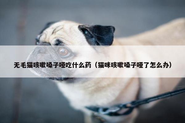 无毛猫咳嗽嗓子哑吃什么药（猫咪咳嗽嗓子哑了怎么办）