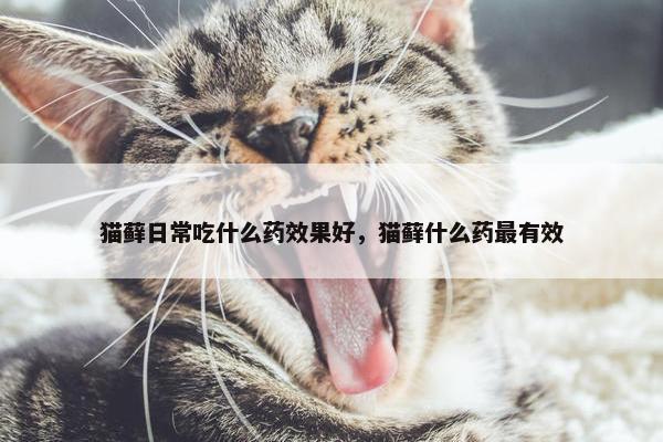 猫藓日常吃什么药效果好，猫藓什么药最有效