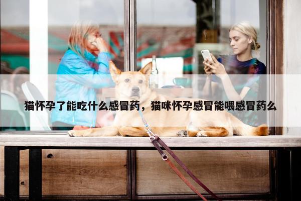 猫怀孕了能吃什么感冒药，猫咪怀孕感冒能喂感冒药么