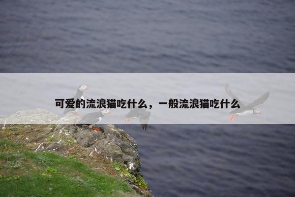 可爱的流浪猫吃什么，一般流浪猫吃什么