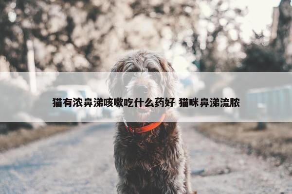 猫有浓鼻涕咳嗽吃什么药好 猫咪鼻涕流脓