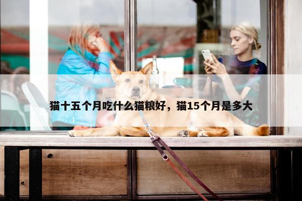 猫十五个月吃什么猫粮好，猫15个月是多大