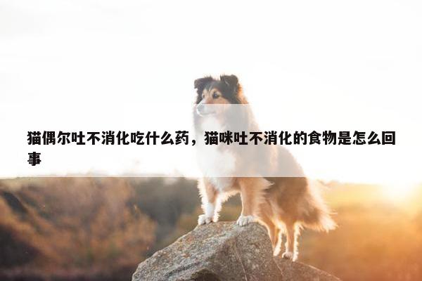 猫偶尔吐不消化吃什么药，猫咪吐不消化的食物是怎么回事