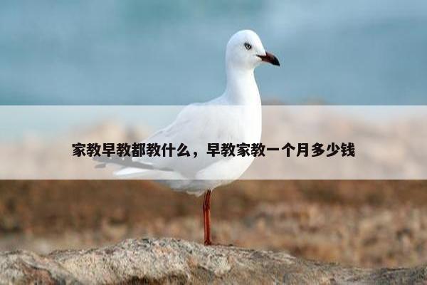 家教早教都教什么，早教家教一个月多少钱