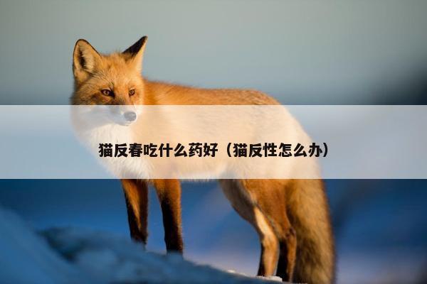 猫反春吃什么药好（猫反性怎么办）