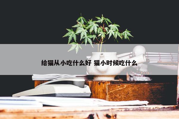 给猫从小吃什么好 猫小时候吃什么