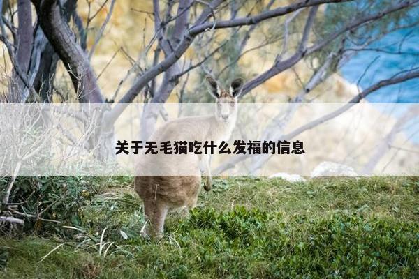 关于无毛猫吃什么发福的信息