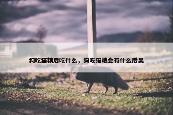 狗吃猫粮后吃什么，狗吃猫粮会有什么后果