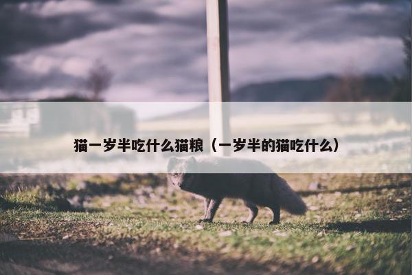 猫一岁半吃什么猫粮（一岁半的猫吃什么）