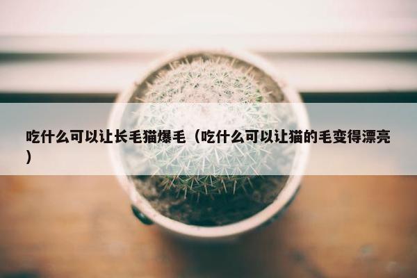 吃什么可以让长毛猫爆毛（吃什么可以让猫的毛变得漂亮）